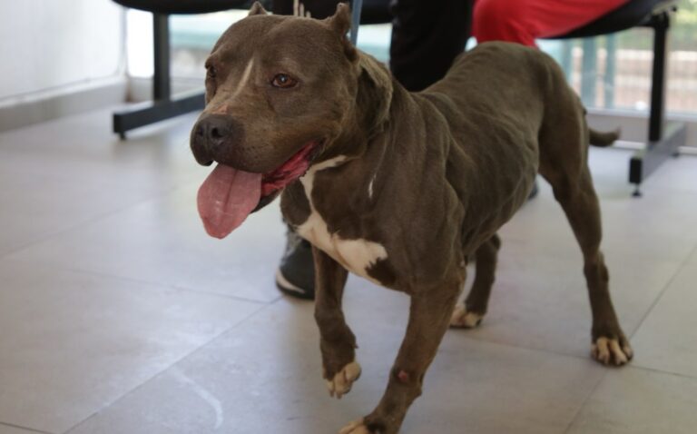 Guadalajara Celebró 133 Adopciones de Mascotas Rescatadas en el Último Año