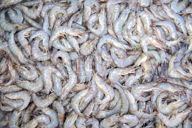 Partes del puerto de Boston cumplen estándares para consumo de mariscos por primera vez en 100 años