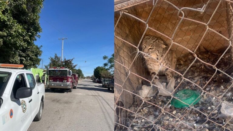 Gato Montés en San Pedro: Un Alerta para los Sistemas de Emergencia