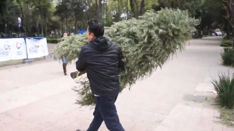 Reciclaje de Árboles de Navidad en Zapopan: Descubre Dónde Llevar el Tuyo