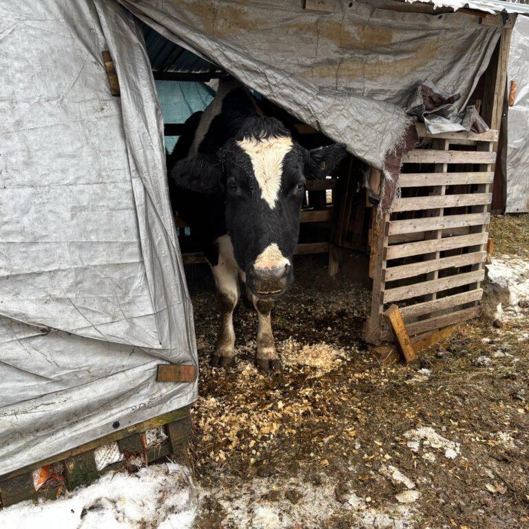 Rescatan más de 150 animales en Massachusetts tras denuncia por malas condiciones